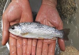 رهاسازی بچه‌ماهیان آزاد دریای خزر