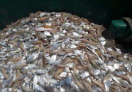 بررسی ذخایر میگو در استان هرمزگان