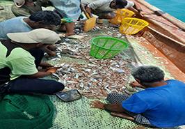 اعلام زمان صيد آزاد ميگو در آبهای استان بوشهر