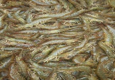 چهارمین دوره پرورش میگو وانامی با آب دریای خزر