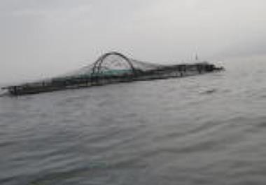 مراسم صیدماهی در قفس شناور مزرعه الگویی- شهرستان عباس آباد