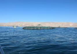 بازدید از بزرگ ترین سایت پروژه ماهی در قفس در بندر گرزه استان هرمزگان