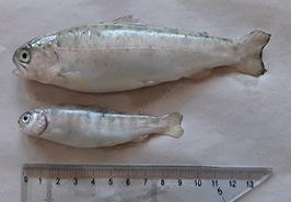 تعداد 1615 عدد بچه‌ماهی آزاد دریای خزر در رودخانه چشمه‌کیله تنکابن رهاسازی شد