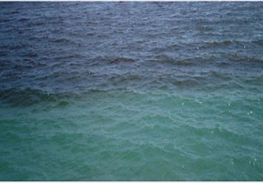 شکوفایی های پلانکتونی مشاهده شده در آبهای بندرعباس