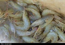 چابهار ساحل فرصت برای «میگوی ارگانیک» ایران