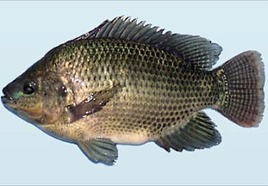   مطالعات EIA در کشورهای تولید کننده ماهی تیلاپیا در جهان