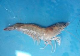 تحویل قریب به ده هزار جفت پیش مولد پرورشی میگو به مراکز تکثیر بخش خصوصی