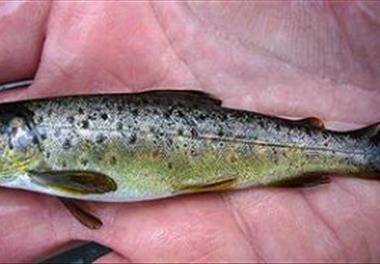 موافقت نامه اجرای طرح پژوهشی تولید قزل آلای رنگین کمان سبز امضاء شد