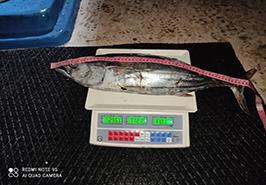 ادامه فعالیت های زیست سنجی به من‍‍ظور پایش مداوم روند و کیفیت برداشت تون ماهیان