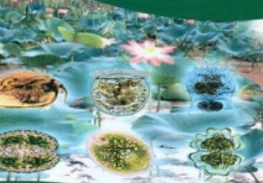 چاپ کتاب اطلس پلانکتون های تالاب انزلی و نواحی ساحلی دریای خزر