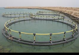 تداوم تحقیقات برای تولید ماهی در قفس