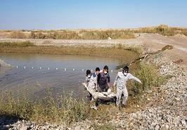 انتقال 12 فیل ماهی بالغ به موسسه تحقیقات بین المللی تاس ماهیان دریای خزر