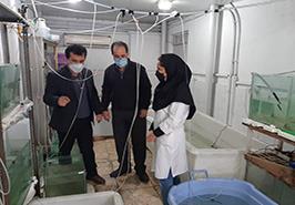 روابط عمومی انستیتو تحقیقات بین المللی ماهیان خاویاری گزارش داد: