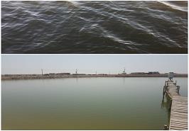 وضعیت شکوفایی جلبکی در مزارع پرورش میگو حله بوشهر