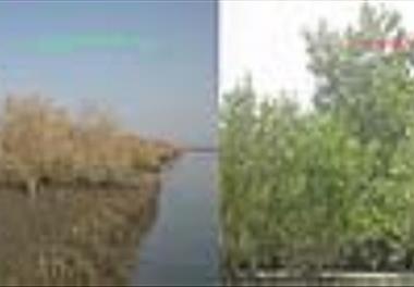 تخریب جنگل های حرا خور تیاب