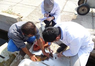 انجام نمونه برداری طرح کلان تولید قزل آلای SPF در مرکز تحقیقات ماهیان سردآبی یاسوج