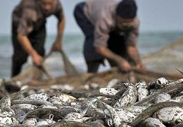 ذخایر ماهیان استخوانی، ارزیابی می شود