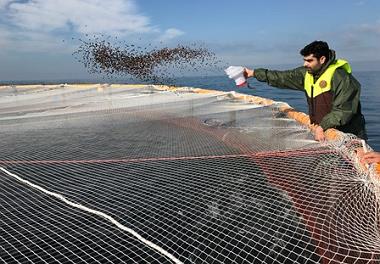 آغاز فاز اجرایی راه کارهای لازم در زمینه پرورش ماهی در قفس