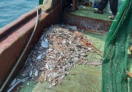 گشت تحقیقاتی برای گشایش صـید میگو در سال جاری