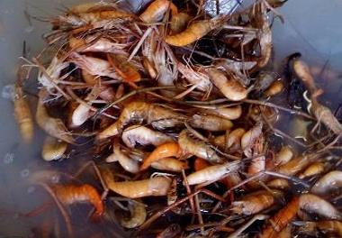 تولید پودر سوپ میگوی ریز آب شیرین تالاب انزلی