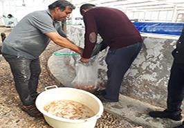 تحویل بچه ماهیان دوجنس سویه های مختلف تیلاپیا به بخش خصوصی