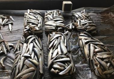 جشن محصول طرح ترویجی