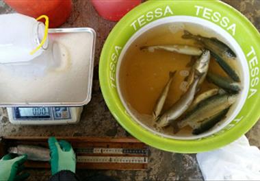 آغاز فاز عملیاتی پروژه 