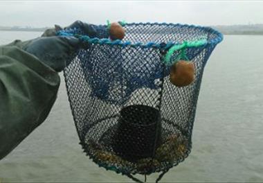 صید اولین مولدین شاه میگوی آب شیرین از دریاچه شورابیل در سال 1395