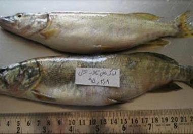 اعلام وضع خطرناک رویه صید اردک ماهی در تالاب انزلی