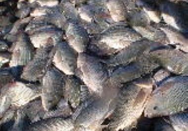 تشکیل جلسه کارگروه پرورش تیلایپا