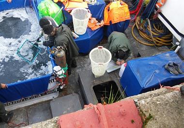 ذخیره سازی ماهی آزاد 