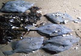 پدیده مرگ و میر ماهی تک شاخ در ساحل جنوب جزیره قشم