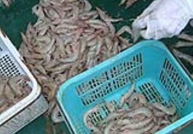 گزارش دوره صید میگوی ببری سبز در آبهای استان بوشهردر سال 1394