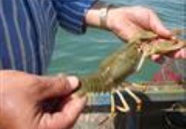 ارزیابی ذخایر خرچنگ دراز آب شیرین   Astacus leptodactylusسد ارس