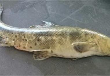 مشاهده ماهی بومی سلیمانی در رودخانه کارون