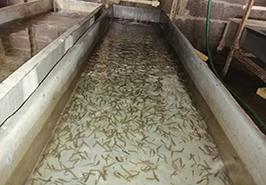 تکثير و پرورش ماهی آزاد دريای خزر