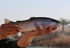 ترویج پرورش ماهی قزل‌آلا در استخرهای خاکی مزارع ماهیان گرمابی استان خوزستان