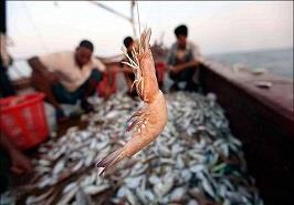 انجام گشت دریایی ارزیابی ذخایر و تعیین زمان صید میگوی بوشهر