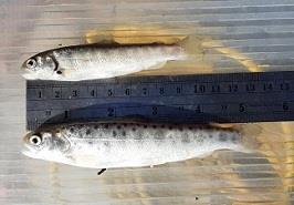 ششمین رهاسازی سال 1400 بچه‌ماهیان آزاد دریای خزر با نظارت و همکاری مرکز تحقیقات ماهیان سردآبی کشور_ تنکابن