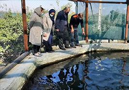 بازدید قائم مقام مؤسسه تحقیقات علوم شیلاتی کشور از مرکز تحقیقات ماهیان سردآبی و یکی از مزارع پرورش ماهی در قفس غرب استان مازندران