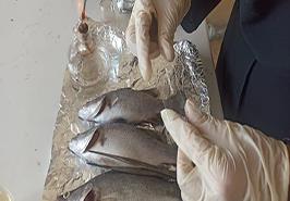 بازدید ترویجی محققان پژوهشکده از قفس پرورش ماهی باس دریایی آسیایی