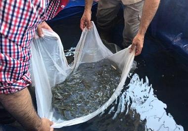 اجرای طرح پرورش ماهی سوف سفید  