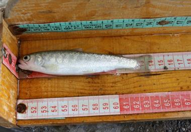 تولید جیره اقتصادی ماهی آزاد دریای خزر