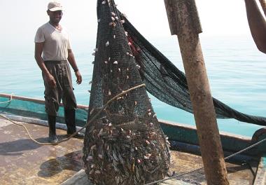 13 مهر زمان آزادسازی صید میگو در هرمزگان