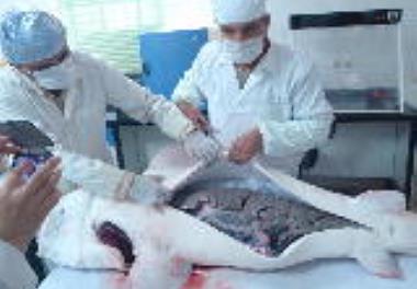 برگزاری جلسه دفاعیه پروژه مولد سازی فیل ماهی در مرکز تحقیقات ملی آبزیان آبهای شور