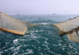 سی ام تیر آغاز فصل صید میگو در آب‌های استان بوشهر