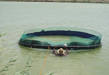 اجرای طرح آزمایشی پرورش ماهی باس دریایی در پساب کشاورزی