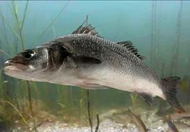 دستیابی به روش نوین در تکثیر ماهی باس دریایی