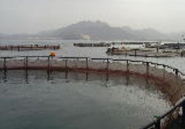 بررسی فرصت ها و تهدیدهای پیش روی صنعت آبزی پروری در قفس های دریایی