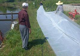 ترویج یافته تحقیقاتی در مزرعه بخش خصوصی استان گیلان